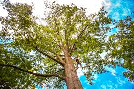 Best Arborist Consultation Services  in Fort Bragg, CA