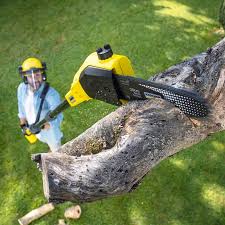 Best Lawn Renovation and Restoration  in Fort Bragg, CA