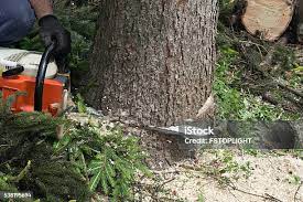 How Our Tree Care Process Works  in  Fort Bragg, CA