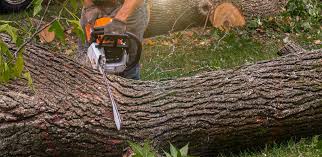Best Tree Cabling and Bracing  in Fort Bragg, CA