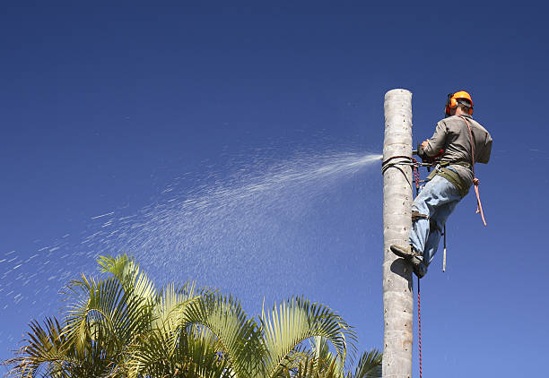 Best Weed Control  in Fort Bragg, CA
