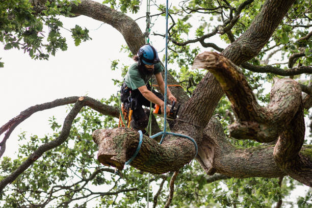Mulching Services in Fort Bragg, CA
