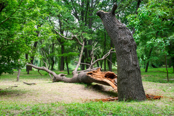 Best Leaf Removal  in Fort Bragg, CA
