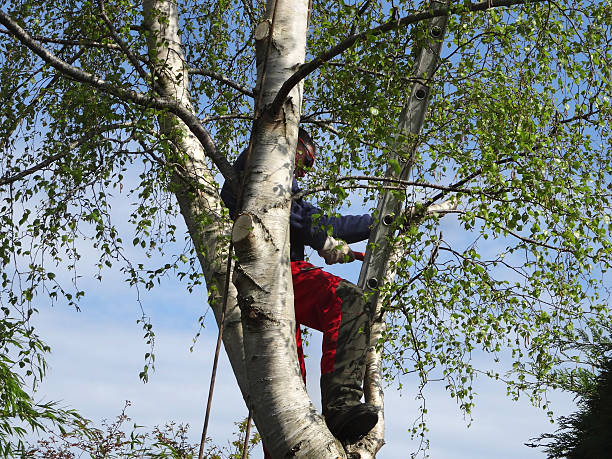 Best Firewood Processing and Delivery  in Fort Bragg, CA