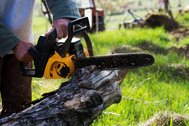 Professional Tree Care in Fort Bragg, CA