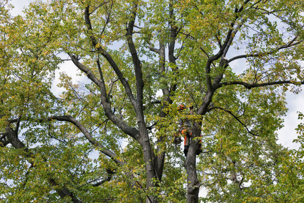 Best Tree and Shrub Care  in Fort Bragg, CA