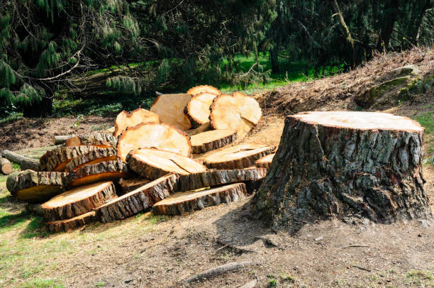 Best Tree Risk Assessment  in Fort Bragg, CA